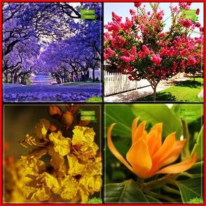 OhhSome Seeds Garden Combo Tree Seeds : Jacaranda Mimosafolia, Queen Crape Myrtle, Yellow Flametree, Champak Tree Seeds For Gardening Seed
