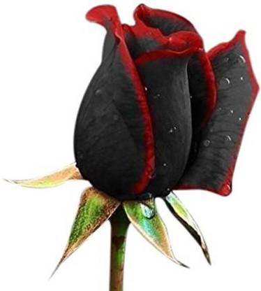 ROSEMERC imported black red rose ( 20 per packet) Seed