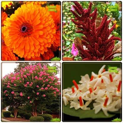 OhhSome Fruit Seeds For Home Garden Combo Tree Seeds : Queen Crape Myrtle, Parijat, Pot Marigold, Amaranthus Torch Dwarf Mix Flower Seeds Fruit Seeds For Home Garden Seed