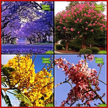 OhhSome Garden Seeds Combo Tree Seeds : Jacaranda, Pride Of India, Yellow Flametree, Cassia Javanica Tree Seeds Fruit Seeds For Home Garden Seed