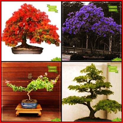 Ohhsome Best Collection Combo Flower Bonsai Suitable Jacaranda Flame Tree Pride Of India Coco Tamarind Bonsai Suitableterrace Gardening Seed Price In India Buy Ohhsome Best Collection Combo Flower Bonsai Suitable
