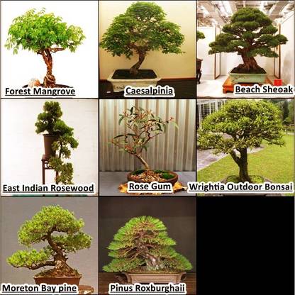 OhhSome Tree Combo Bonsai Suitable Seeds Pack Seed