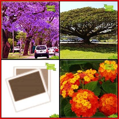 OhhSome Seeds Combo Tree Seeds : Jacaranda Mimosafolia, French Tamarind, Har Singar, Red Sage Tree Seeds For Gardening Seed