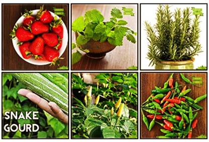 OhhSome Garden Seeds Combo Herb Seeds & Vegetable Seeds : Snakegourd, Brinjal, Bird Chilli -Red, Alpine Strawberry, Lemon Balm, Rosemary For Gardening Seed