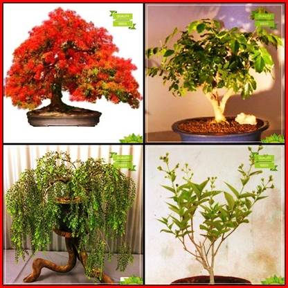 OhhSome Seeds Combo Bonsai Suitable Tree : Flame Tree, Orange Jessamine, Peltophorum, Night-Flowering Jasmine Bonsai SuitableKitchen Garden Pack Seed