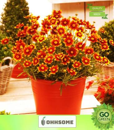 OhhSome Flower Seeds : Plains Coreopsis For Pots Seeds For Basket - Garden Flower Seeds Pack Seed