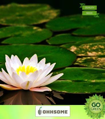 OhhSome White Lotus Flower Seeds - Kamal Flower Seeds -15 Seeds Seed