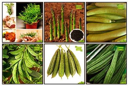 OhhSome Seeds Garden Combo Herb Seeds & Vegetable Seeds : Cucumber Sambar, Dolichus Beans (Grace), Pumpkin, Bottlegourd, Rosemary, Asparagus For Gardening Seed