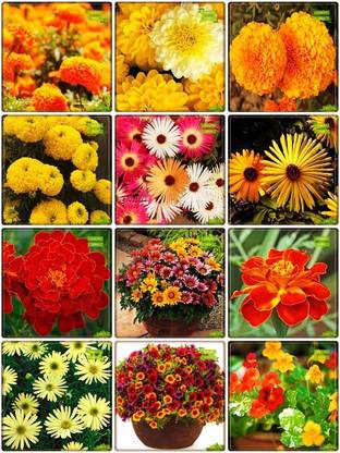 OhhSome Terrace Garden Combo Flower Seeds : Marigold-Orange, Marigold- Yellow, Marigold- Orange, Marigold-Dhan Basanti, Burf-Heavens, Burf-Yellow, Marigold- Bonita, French Marigold-Red, French Marigold- Bicolour, Metrecaria-Gold Star, Nemesia-Mix, Nasturtium Mix Fruit Seeds For Home Garden Seed