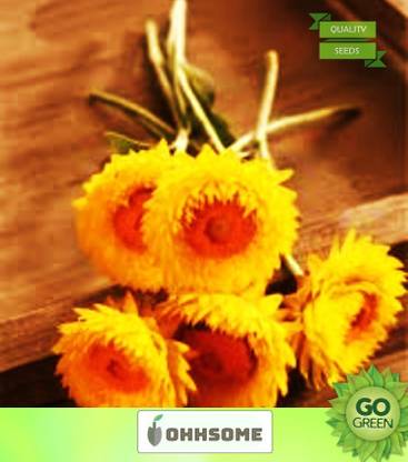 OhhSome Flower Seeds : Helichrysum Italicum Plant Flowers Gardening Flower Seeds (7 Packets) Garden Plant Seeds Seed