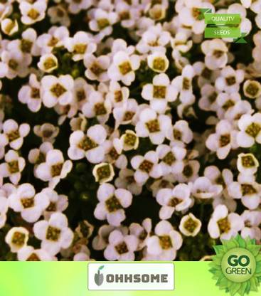 OhhSome Flower Seeds : Alyssum Wonderland White Green Garden Seeds (11 Packets) Garden Plant Seeds Seed