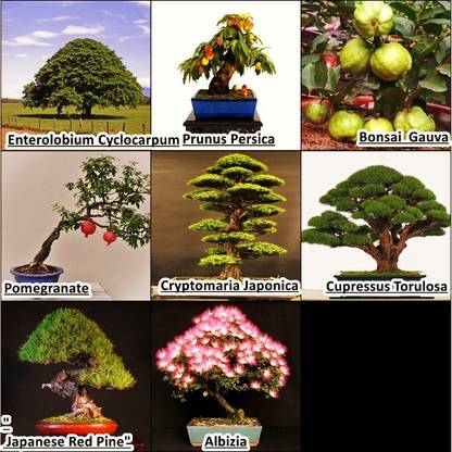 OhhSome Bonsai Suitable Seeds Mega Combo - 8 Types Of Seeds By Seed