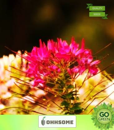 OhhSome Flower Seeds : Bee Plants Flower Seeds For Garden - Kitchen Garden Pack Seed