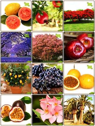 OhhSome Terrace Garden Combo Fruit & Fruit : Apple, Lemon Seeds, Grape, Passion Fruit - Yellow, Passion Fruit - Violet, Date Palm, Jacaranda, Gulmohar, Queen Crape Myrtle, Karavira, Guava, Pomagranate Fruit Seeds For Home Garden Seed