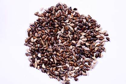 Green World NAPIER / ELEPHANT GRASS/ PENNISETUM PURPUREUM GRASS SEEDS ( 5 GMS SEEDS ) Seed