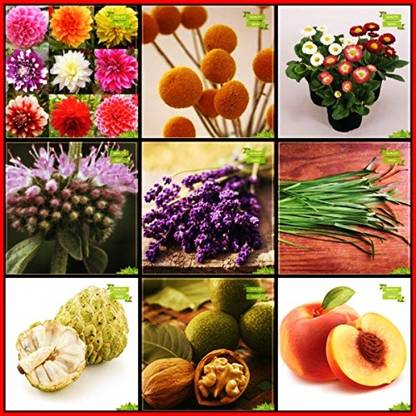 OhhSome For Garden Combo Herb Seeds & Flower Seeds : Dahlia -Pompon, Drum Stick Globosa, Daisy-Dbl Mixed, Anona Squamosa, Juglans Regia, Peach, Penny Royal, Lavender, Garlic Chives For Gardening Seed