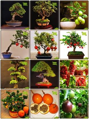 OhhSome Heirloom Seeds Combo Fruit Bonsai Suitable & Fruit Bonsai Suitable : English Walnut, Psidium Guava, Pomagranate Dwarf, Indian Plum, Japanese Cedar, Pine Tree, Guava, Pomagranate, Grape, Orange, Passion Fruit - Yellow, Passion Fruit - Violet Terrace Gardening Seed