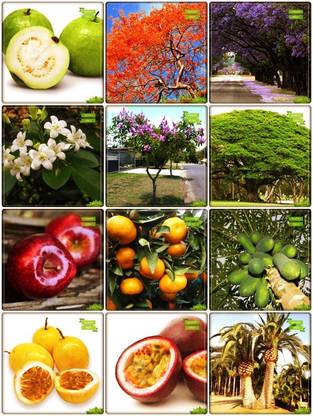 OhhSome Seeds India Combo Tree Seeds & Fruit : Apple, Orange, Papaya, Passion Fruit - Yellow, Passion Fruit - Violet, Date Palm, Jacaranda, Gulmohar, Murrayya Exotica, Pride Of India, Raintree, Psidium Guava Terrace Gardening Seed