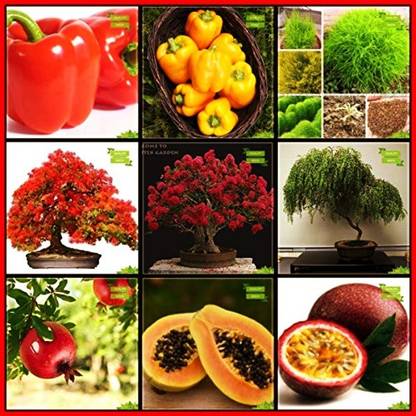 OhhSome Plant Seeds Combo Flower Seeds & Fruit : Pomagranate, Papaya, Passion Fruit - Violet, Gulmohar, Pride Of India, Yellow Flametree, Capsicum Red, Capsicum Yellow, Fire Bush Terrace Gardening Seed