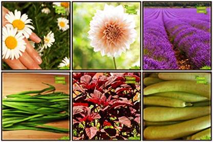 OhhSome Natural Air Cleansing Plants Seeds Combo Herb Seeds & Vegetable Seeds : Amaranthus(Red), Bottlegourd, Chrysanthemum- White, Dahlia -Beauty Mixed, Lavender, Garlic Chives Kitchen Garden Pack Seed
