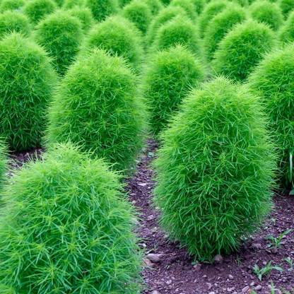 EcoFusion Kochia Seeds 43 Seed