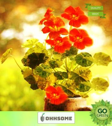 OhhSome Flower Seeds : Garden Nasturtium Plant For Garden Pots (2 Packets) Garden Plant Seeds Seed