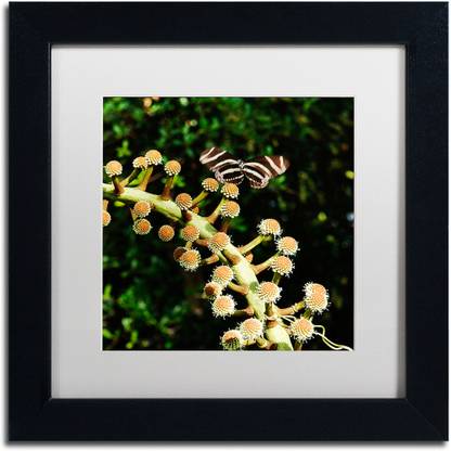 Trademark Art "Zebra Longwing Butterfly" Canvas Art by Kurt Shaffer White Matte Black Canvas 11 inch x 11 inch Painting