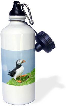 3dRose Atlantic Puffin on cliff. Shetland Islands Scotland. Sports Water Bottle 600 ml Bottle