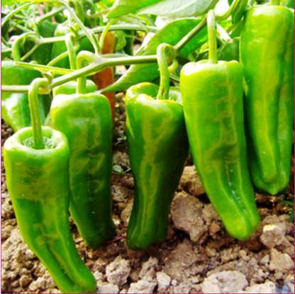 FLORICULTURE GREENS Seeds Plants Garden Sweet Pepper Chilli Moti Mirch Organic vegetable F1 Hybrid Seeds Pack Seed Seed