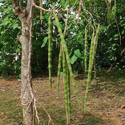 Trothic Gardens Hybrid Moringa oleifera Drumstick Vegetable Tree Seeds (Hybrid Long Variety) Seed