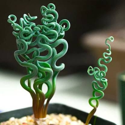 Bio Kisan Trachyandra Tortilis Seed Seed