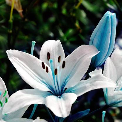 Futaba Blue Heart lily Seed