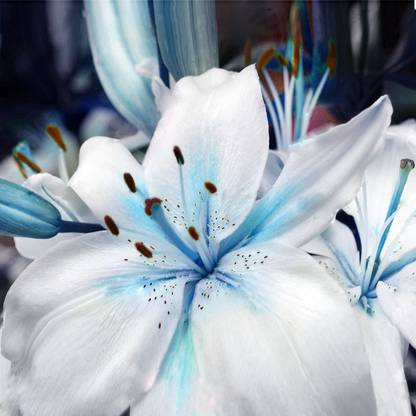 Nema Blue Heart lily Flower Seeds - 50 Pcs Seed