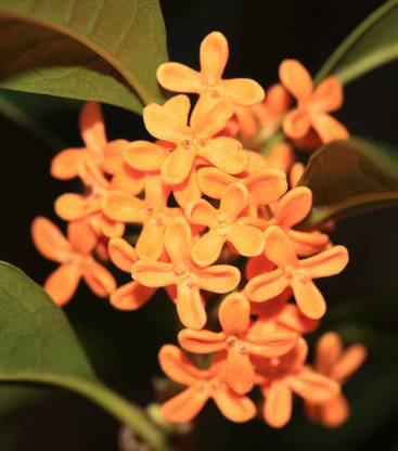 FUTABA Perennial Osmanthus Fragrans Seeds - Orange Seed