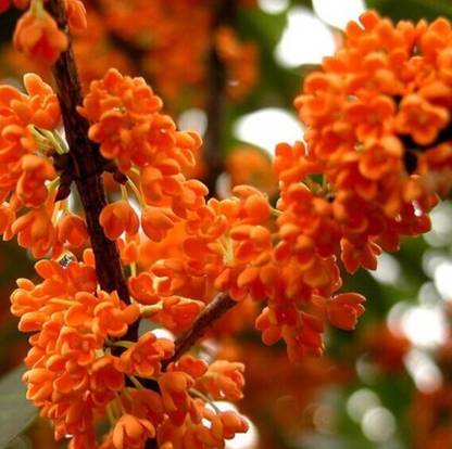 Nema Perennial Osmanthus Fragrans Seeds - Bright Orange - 10 Pcs Seed