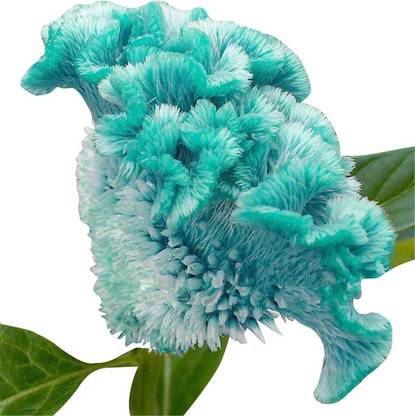 Nema Celosia Cristata Perennial Flower Seeds - 100 Pcs - Sea Blue Seed