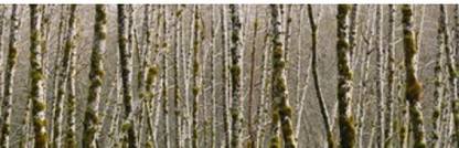 Trees in the forest Red Alder Tree Olympic National Park Washington State USA Canvas Art - Panoramic Images (18 x 6) Canvas Art
