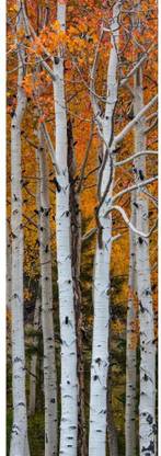 Quaking Aspen (Populus tremuloides) trees Boulder Mountain Dixie National Forest Utah USA Canvas Art - Panoramic Images (6 x 18) Canvas Art