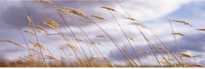 Wheat Stalks Blowing Crops Field Open Space Canvas Art - Panoramic Images Canvas Art