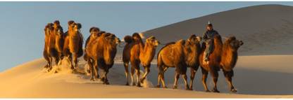 Camel caravan in a desert Gobi Desert Independent Mongolia Canvas Art - Panoramic Images Canvas Art