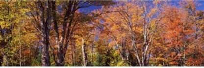 Trees in autumn Vermont USA Canvas Art - Panoramic Images (18 x 6) Canvas Art