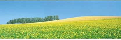 Mustard field with blue sky in background Canvas Art - Panoramic Images (18 x 6) Canvas Art