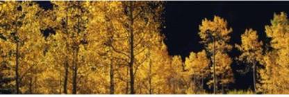 Aspen trees in autumn Colorado USA Canvas Art - Panoramic Images (18 x 6) Canvas Art
