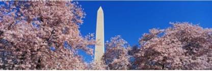 Cherry Blossoms Washington Monument Canvas Art - Panoramic Images (18 x 6) Canvas Art
