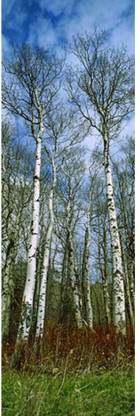 Birch trees in a forest US Glacier National Park Montana USA Canvas Art - Panoramic Images (18 x 6) Canvas Art