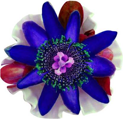 Redoak Passiflora Rare Flower Seed - Deep Blue Seed