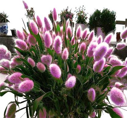 Futaba Bunny Tails Lagurus Ovatus Grass Seeds Seed