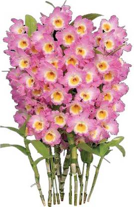 Nema Dendrobium Orchid Flower Seeds - Pink - 100 Pcs Seed