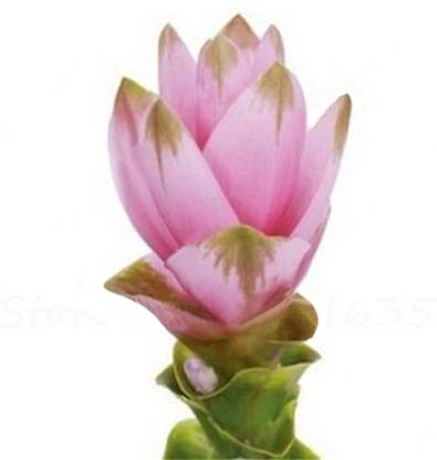 Nema Ginger Torch Flower Seeds - Pink and Green - 100 Pcs Seed