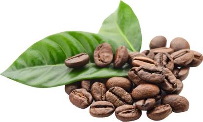 Nema Coffee Beans Seeds - 10 Pcs Seed